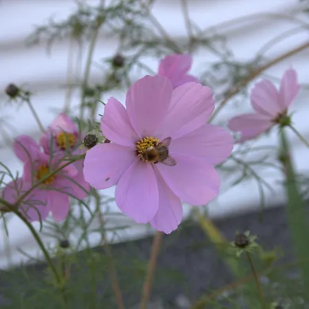 Kargoll Wydra In Apartament Heringsdorf